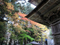 kouyou