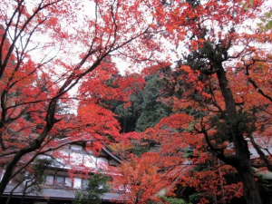 kouyou