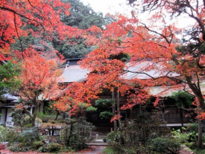 kouyou
